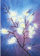Cartolina: Fiore di pruno