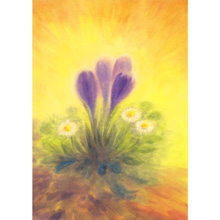 Cartoline: Crocus e Margherite