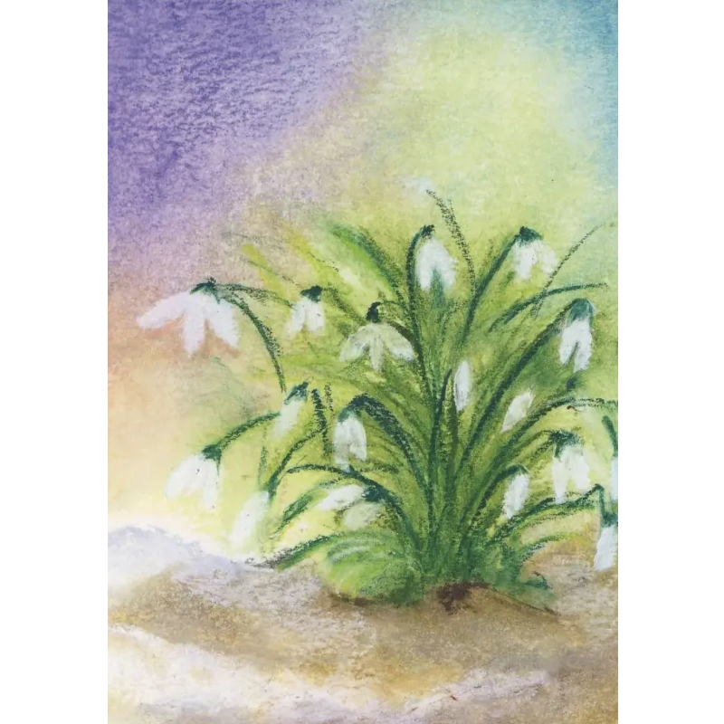 Cartolina: Fiori Bucaneve di Baukje Exler 