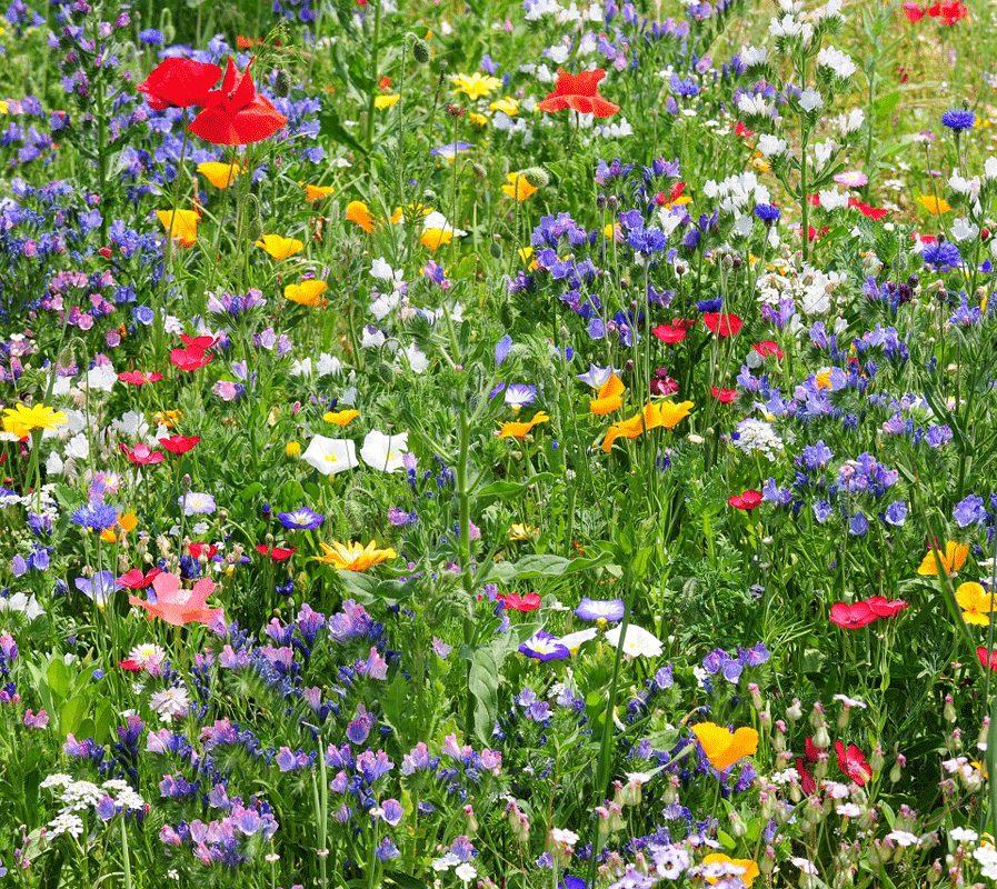 Ecolif3 Taccuino A6 Piantabile con Semi di Fiori Vari (Api