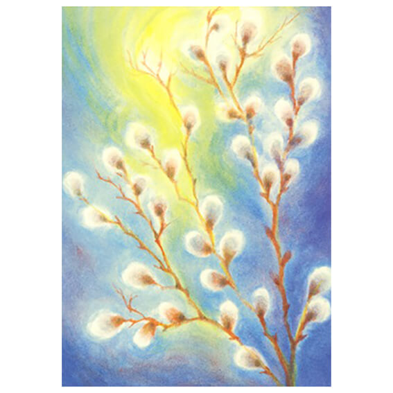 Cartolina: Il fiore del Salice